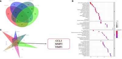 Identification of gene signatures associated with ulcerative colitis and the association with immune infiltrates in colon cancer